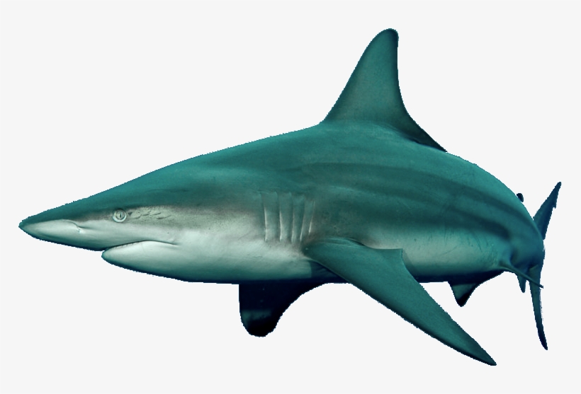 Blacktip Shark - Tiger Shark, transparent png