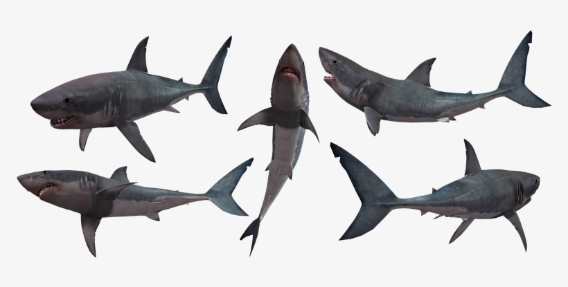 Shark, Sharks, Jaws, Great, White - Transparent Shark Silhouette, transparent png