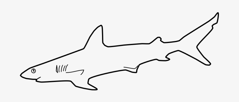 Beach Shark Transparent Fish Picturesque Png Beach - Tiger Shark, transparent png