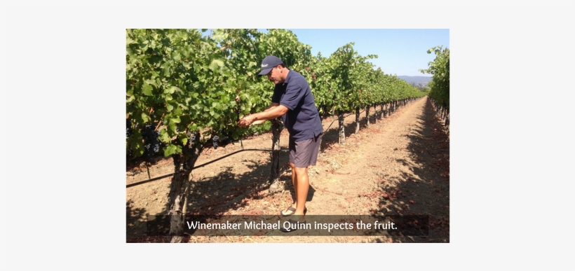 Michael-scott Wines - Wine, transparent png