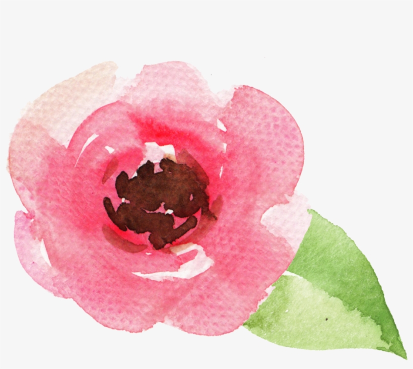 Rose-1 - Flowering Dogwood, transparent png