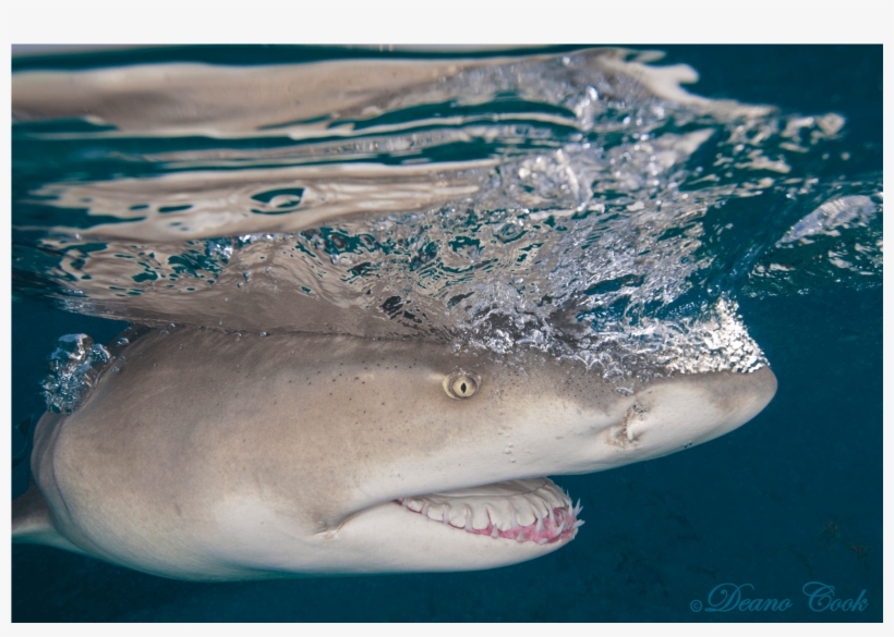 Lemon Shark Quicksilver Canvas Print - Lemon Shark, transparent png