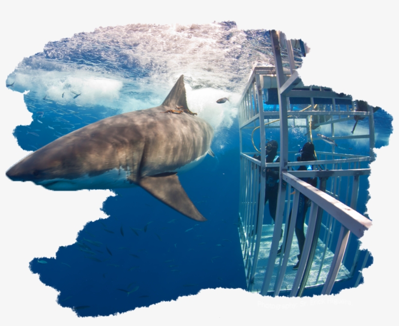 Great White Shark, transparent png