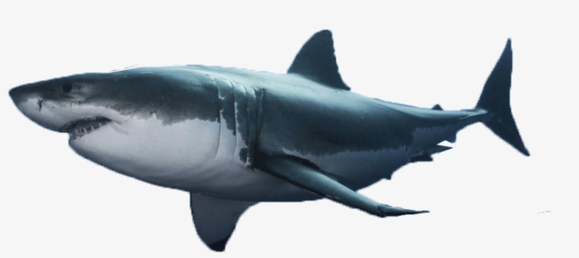 Habitat Great White Shark 753fa184d78b0e35 Dubcuitbqeyp - Shark Week, transparent png