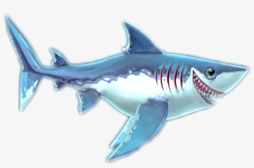 Porbeagle, transparent png