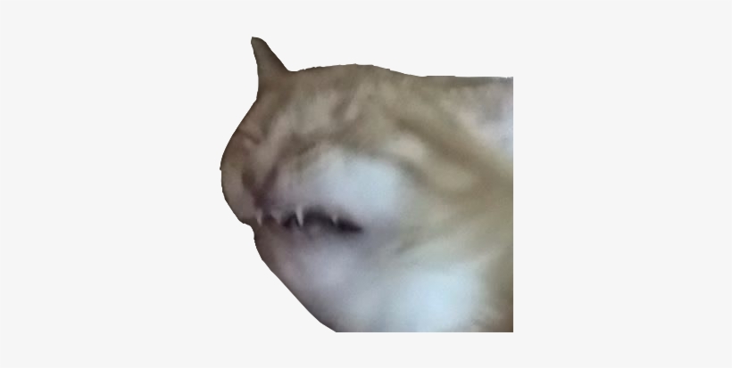 Yeah - Photograph, transparent png