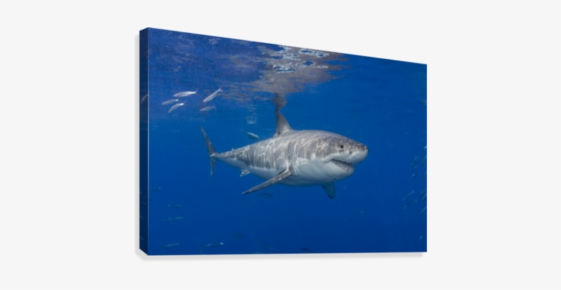 Great White Shark - Posterazzi Great White Shark (carcharodon Carcharias), transparent png