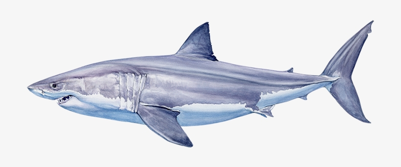 Gw20%22paintingf - Great White Shark, transparent png
