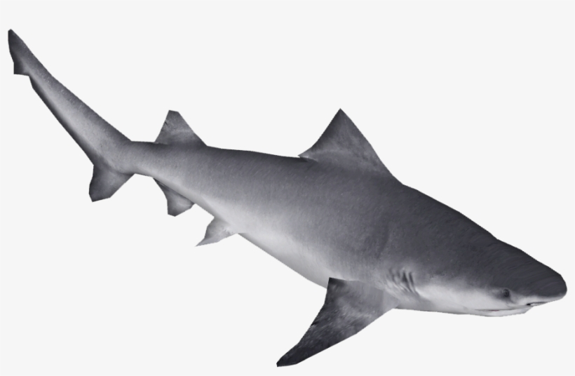 Northern River Shark, transparent png