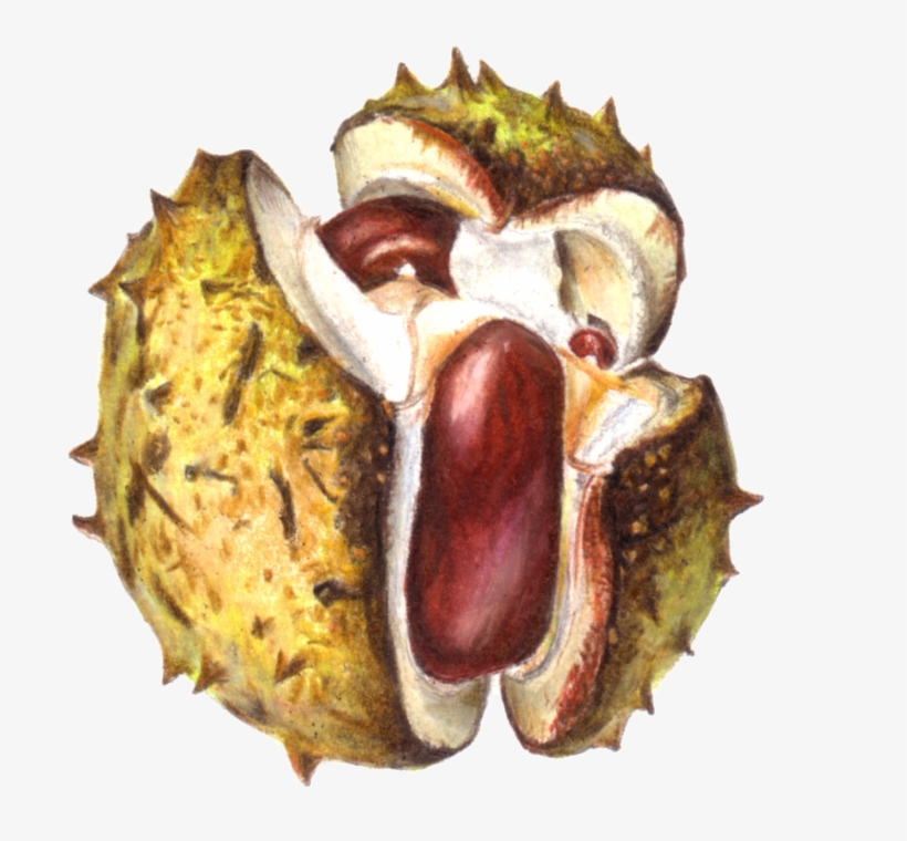 Sunday, 6 October - Horse Chestnut Drawing, transparent png