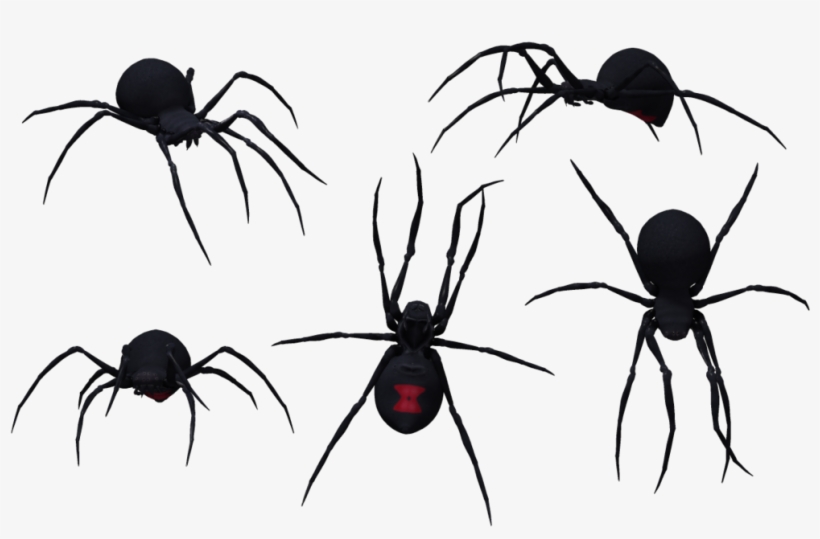 Black Widow Spider - Group Of Black Widow Spiders, transparent png