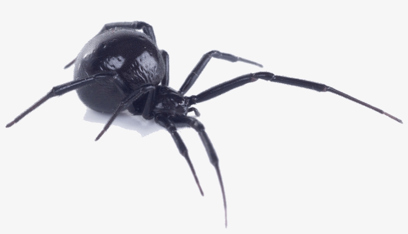 Black Widow Spider Bite, transparent png