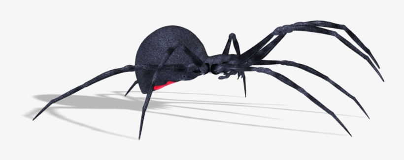 Spiders - Паук Пнг, transparent png