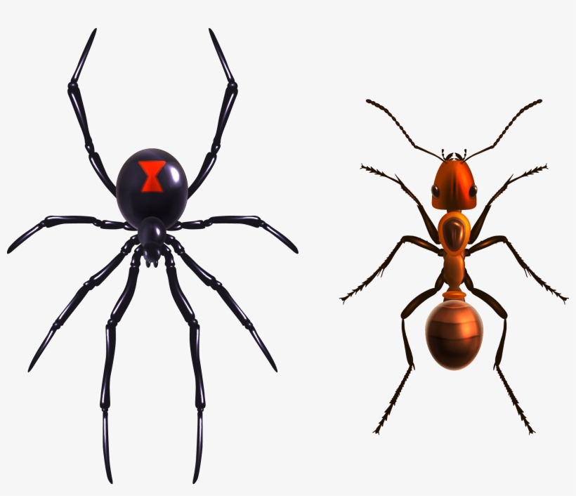 Widow Spiders Royalty Black Widow Spider In  2244x1823 PNG