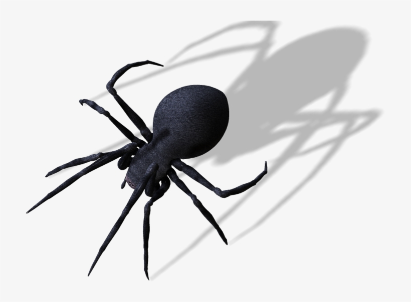 Publicat De Eu Ciresica La - Transparent Spider Png, transparent png
