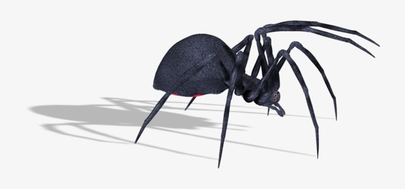 Spiders - Transparent Black Widow Spiders Png, transparent png