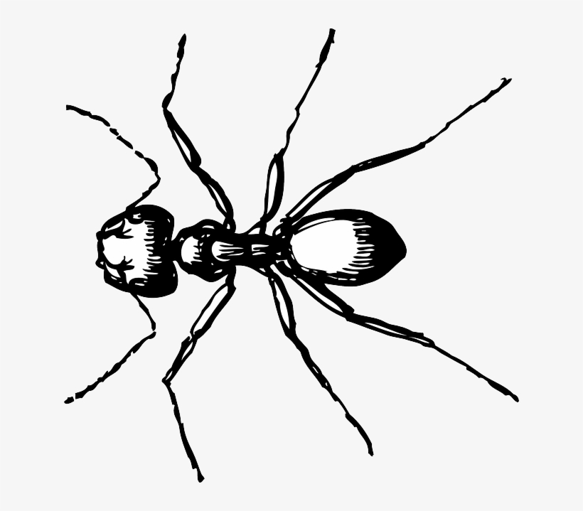 Animals - Ant Black And White, transparent png