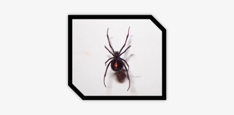 By Jacherie - Black Widow, transparent png