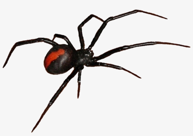 Get Rid Of Cobwebs During Cleaning - Spider Clip Art, transparent png