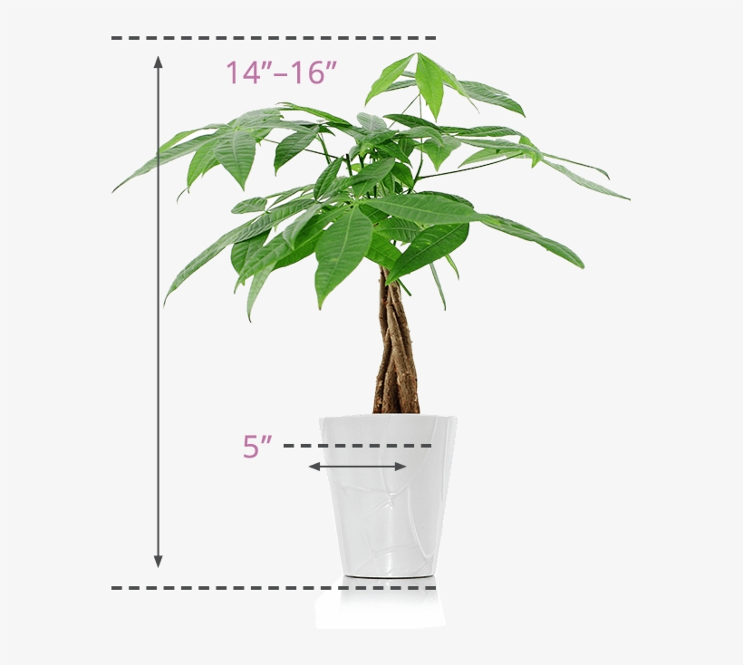 Money Plant Images Png Best Pots For My Money Tree 573x654 PNG