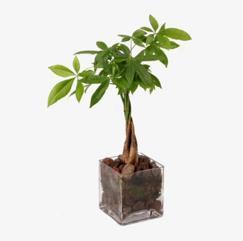 Money Tree - Money Tree Money Plant, transparent png