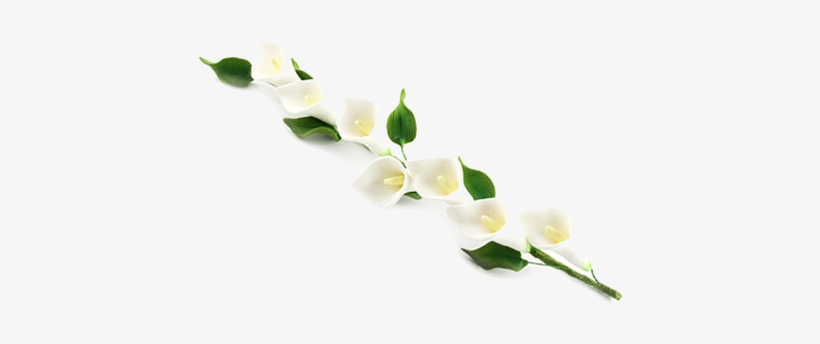 Calla Png Photos - Calla Png, transparent png