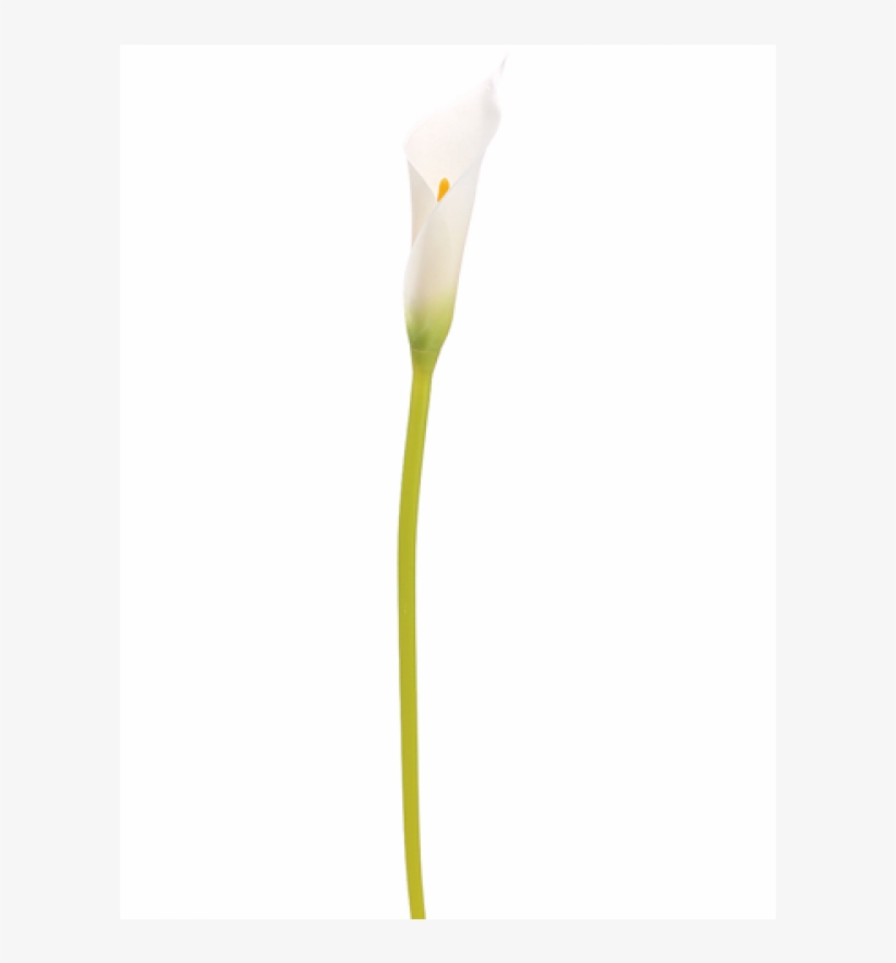28" Single Calla Lily Bud Spray White - Inch, transparent png