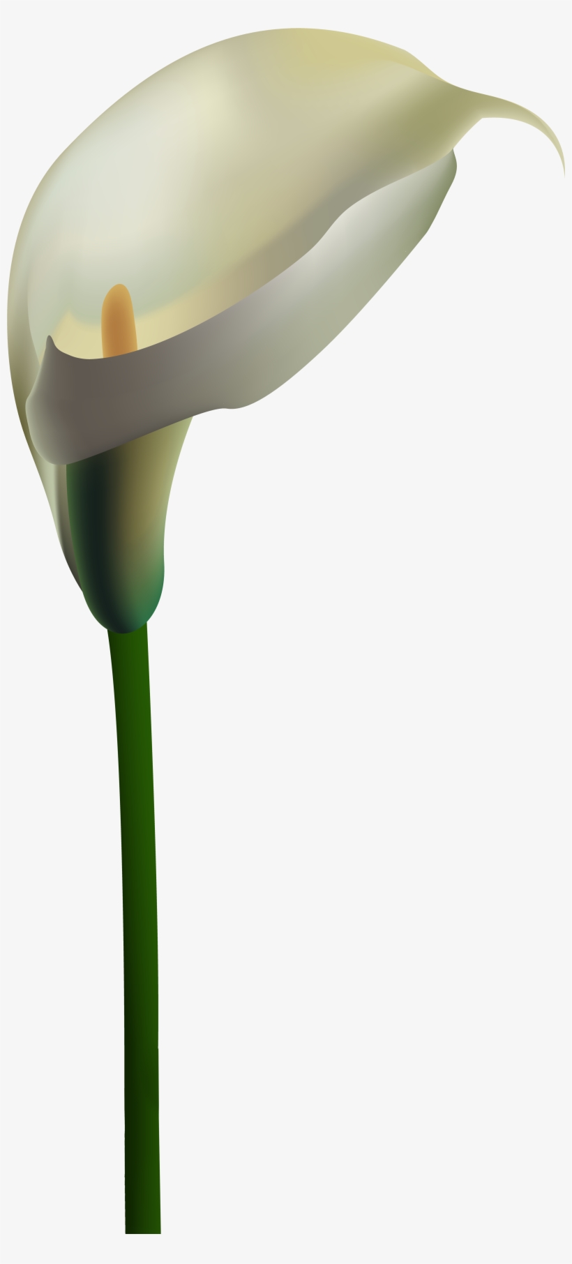 Calla Lily Png, transparent png