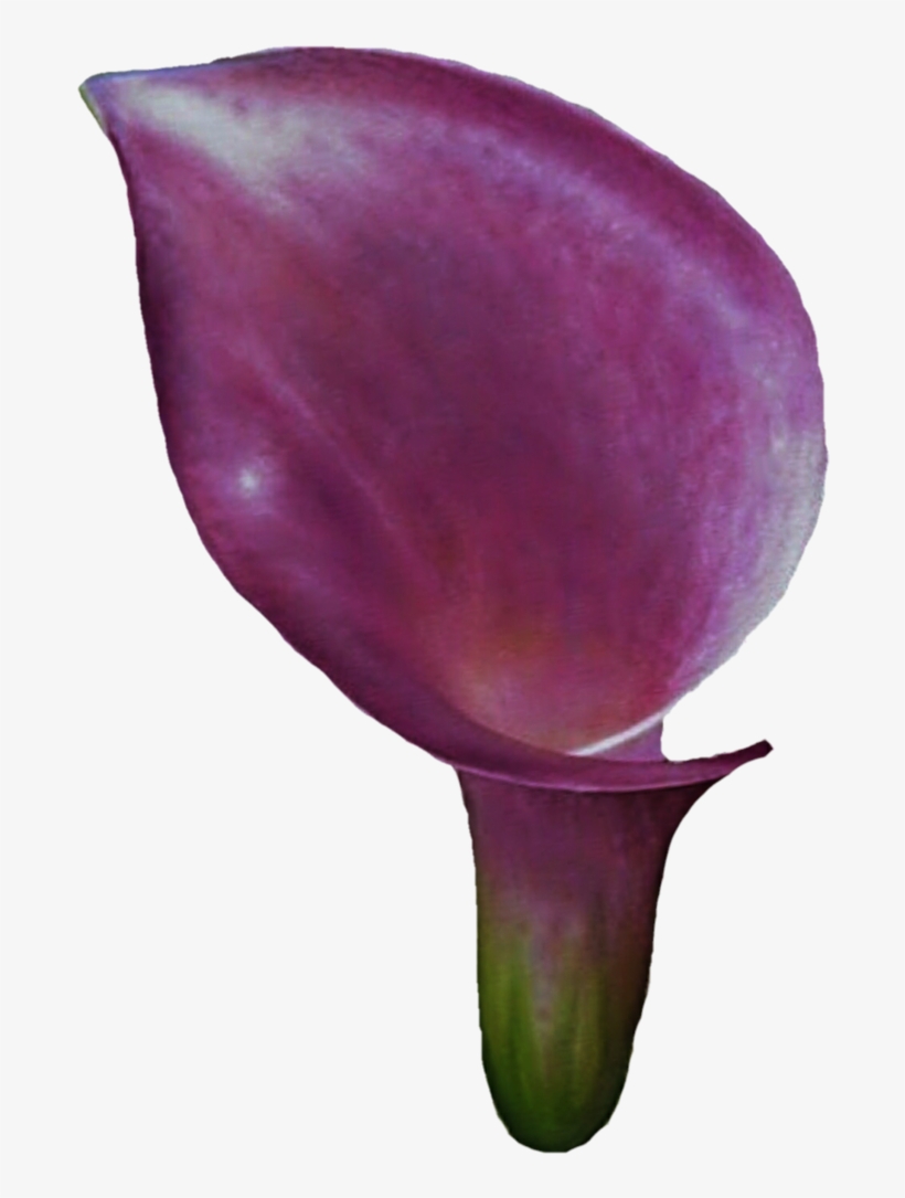Clipart Calla Lily Flower - Calla Lily, transparent png