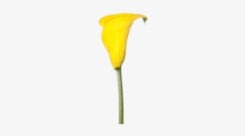 Yellow Calla Lily - Mini Yellow Calla Lilies, transparent png