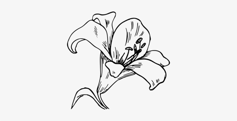 Calla Lily Flower Bloom Plant Nature Botan - Imagenes De La Orquídea Para Colorear, transparent png