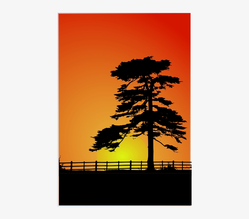 Cedar, Cedar Tree, Fence, Red, Shadow - House Behind The Cedars [book], transparent png