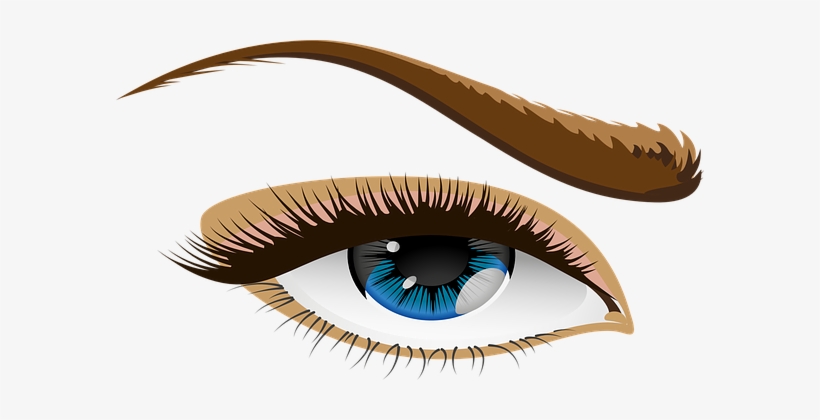 Eye Blue Eyes Eyelid Iris Eyebrows Brows S - Human Eye Clip Art, transparent png