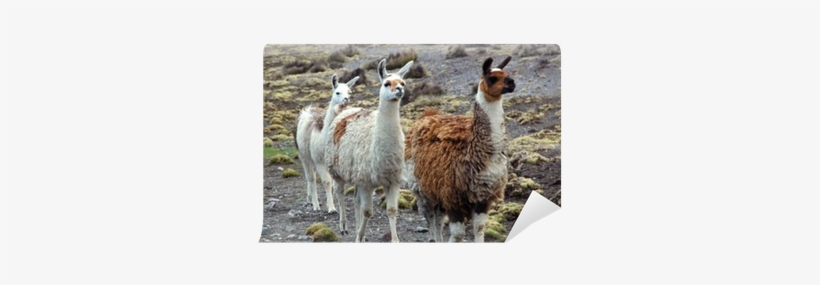 South America, transparent png