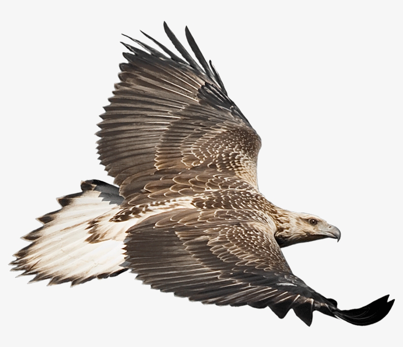 Eaglecam Logo - Australian Sea Eagle Png, transparent png