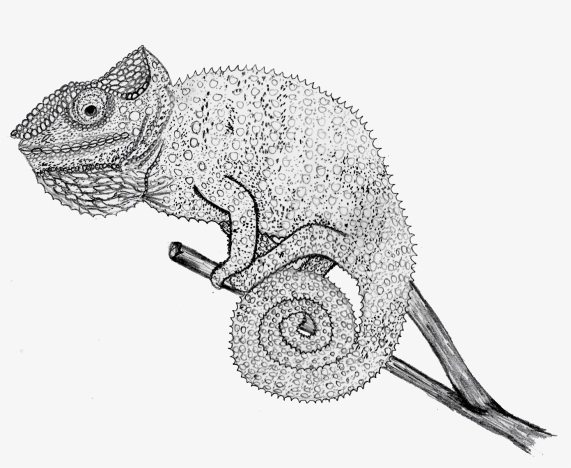 Chameleon Drawing, transparent png
