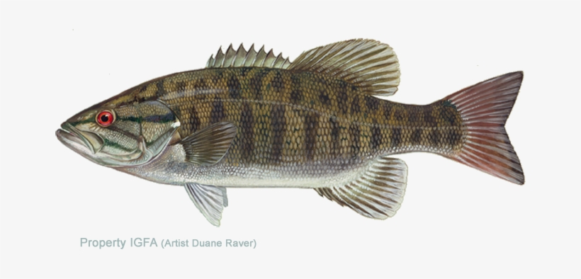 Centrarchidae Family - Smallmouth Bass, transparent png