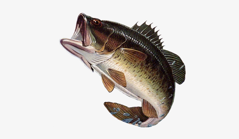 Fishes Of Mississippi - Largemouth Bass Png, transparent png