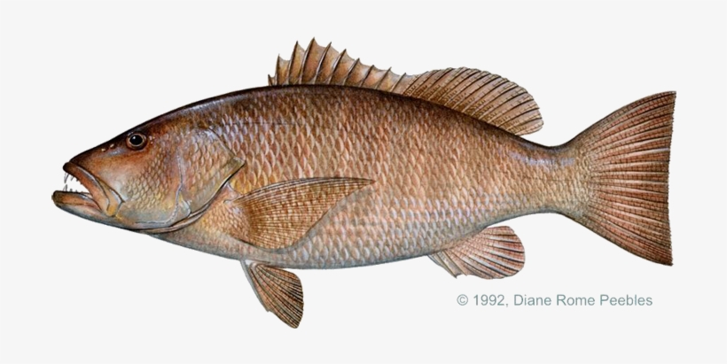 Snapper, Pacific Cubera - Cubera Snapper, transparent png