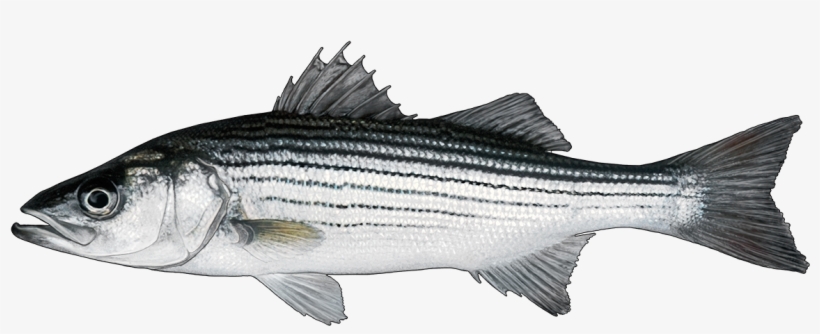 Free Free 293 Striped Bass Svg Free SVG PNG EPS DXF File