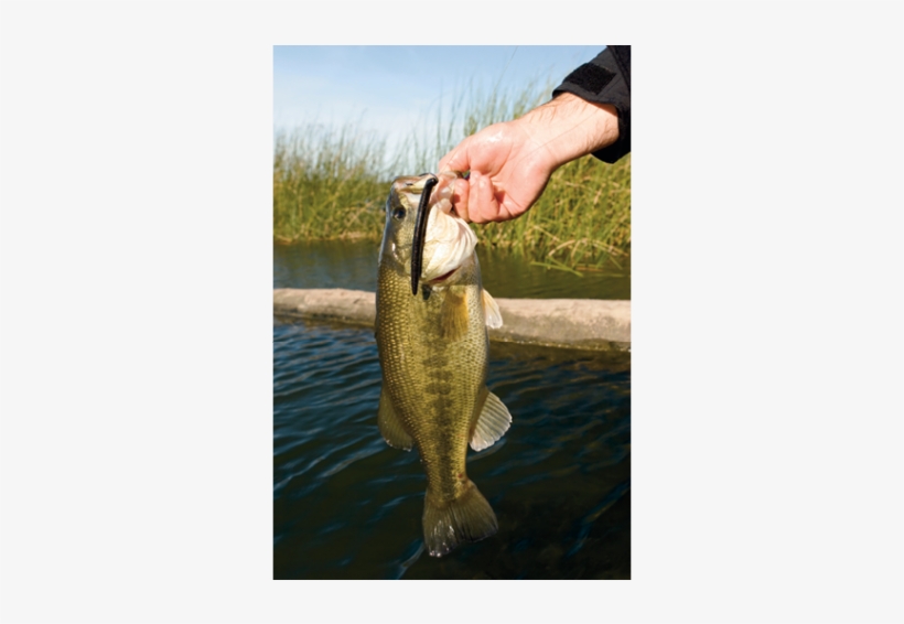 Largemouth Bass Are Intelligent Predators Not Foolish - Worm, transparent png