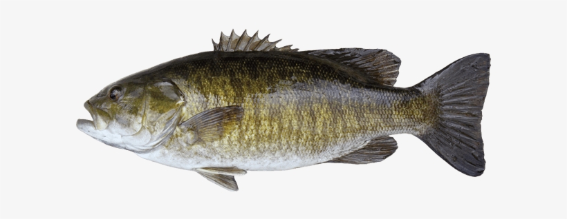 Smallmouth Bass Smallmouth Bass Travel Manitoba - Silver Perch Murray River, transparent png