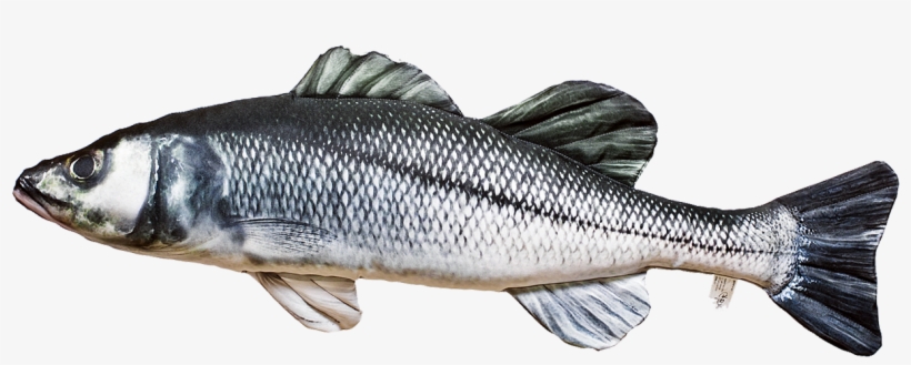 Sea Bass Often Form Shoals When Hunting And Adult Specimens - Gaby Soft Fish Pillow - Seabass, transparent png
