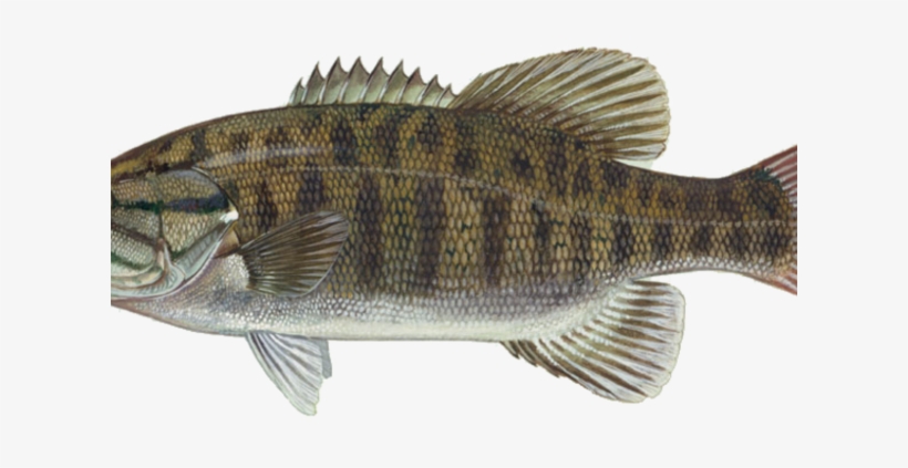 Smallmouth Bass Were Too Small To Catchbut Angler Got - Small Mouth Bass Eyes, transparent png