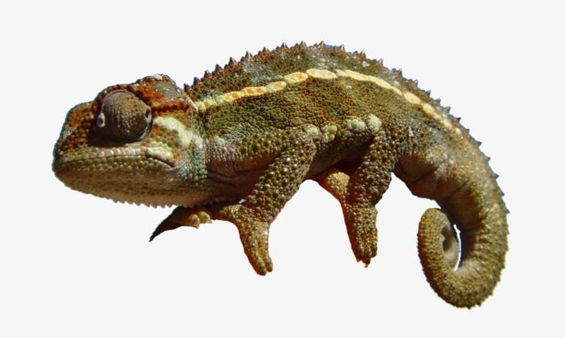Go To Image - Chameleon Png, transparent png