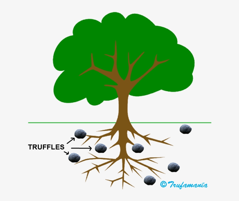 Trufamania Faq Truffles Tuber Melanosporum - Tree Clip Art, transparent png