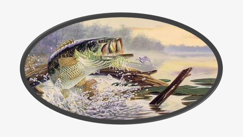 Upper Cumberland Jr Bass Club Date - Cool Pictures Of Bass Fish, transparent png