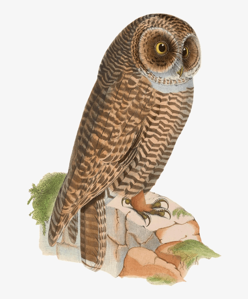 Owl Resting On Rock Drawing Png - Animales Vintage Png, transparent png