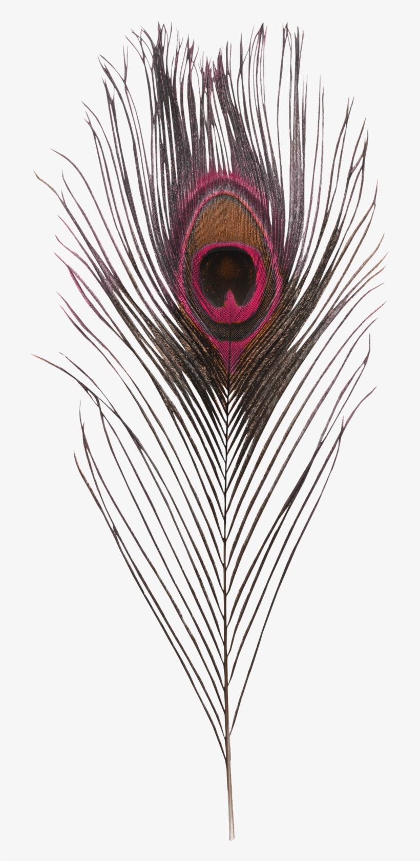 Фото, Автор Inshv На Яндекс - Bach: Orchestral Suites / Martin Pearlman, Boston Baroque, transparent png