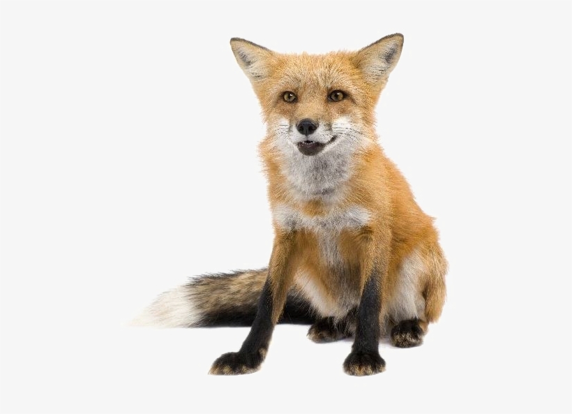 Red Fox Transparent Images Zorro En Fondo Blanco 600x600 Png